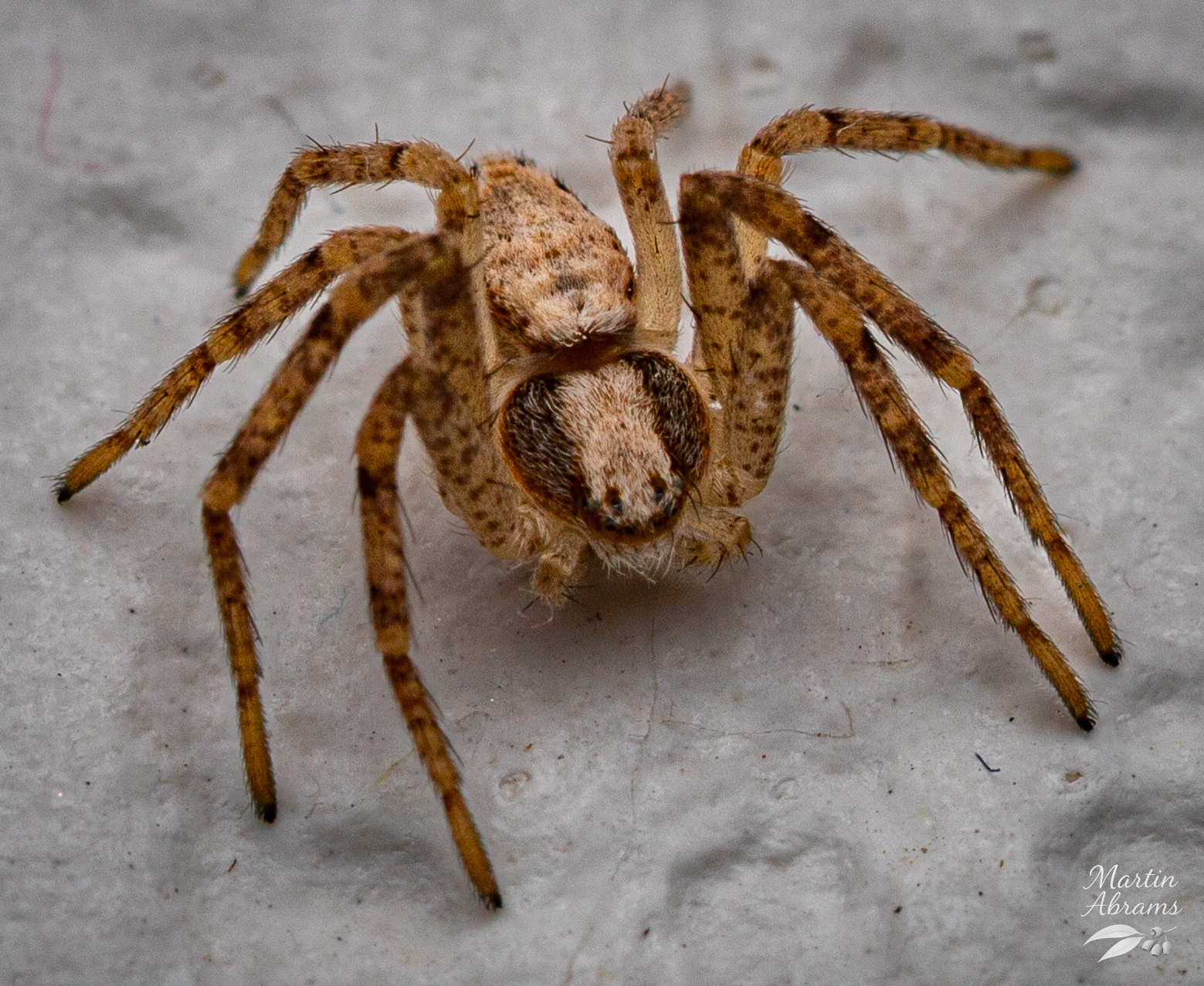 Jumping Spider - On Wall